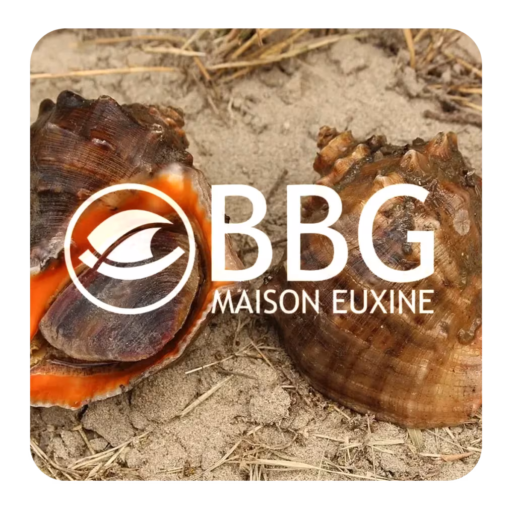 Logo BBG Maison Euxine